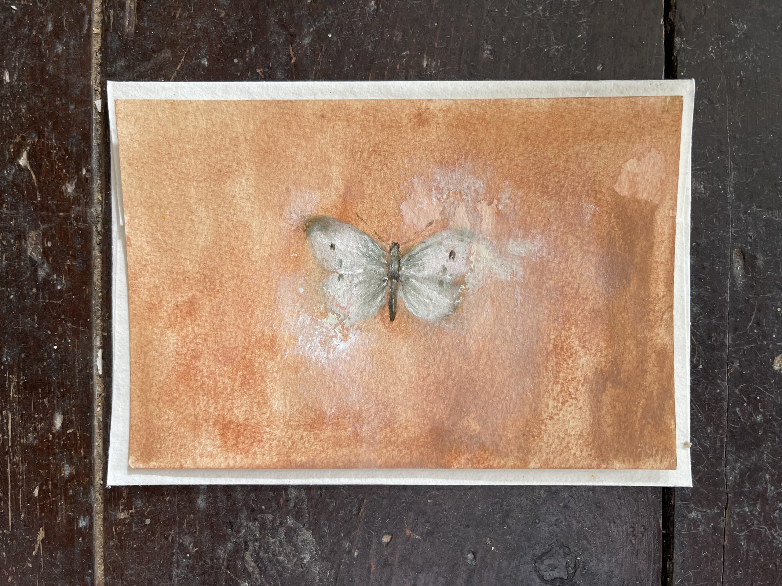 Small White