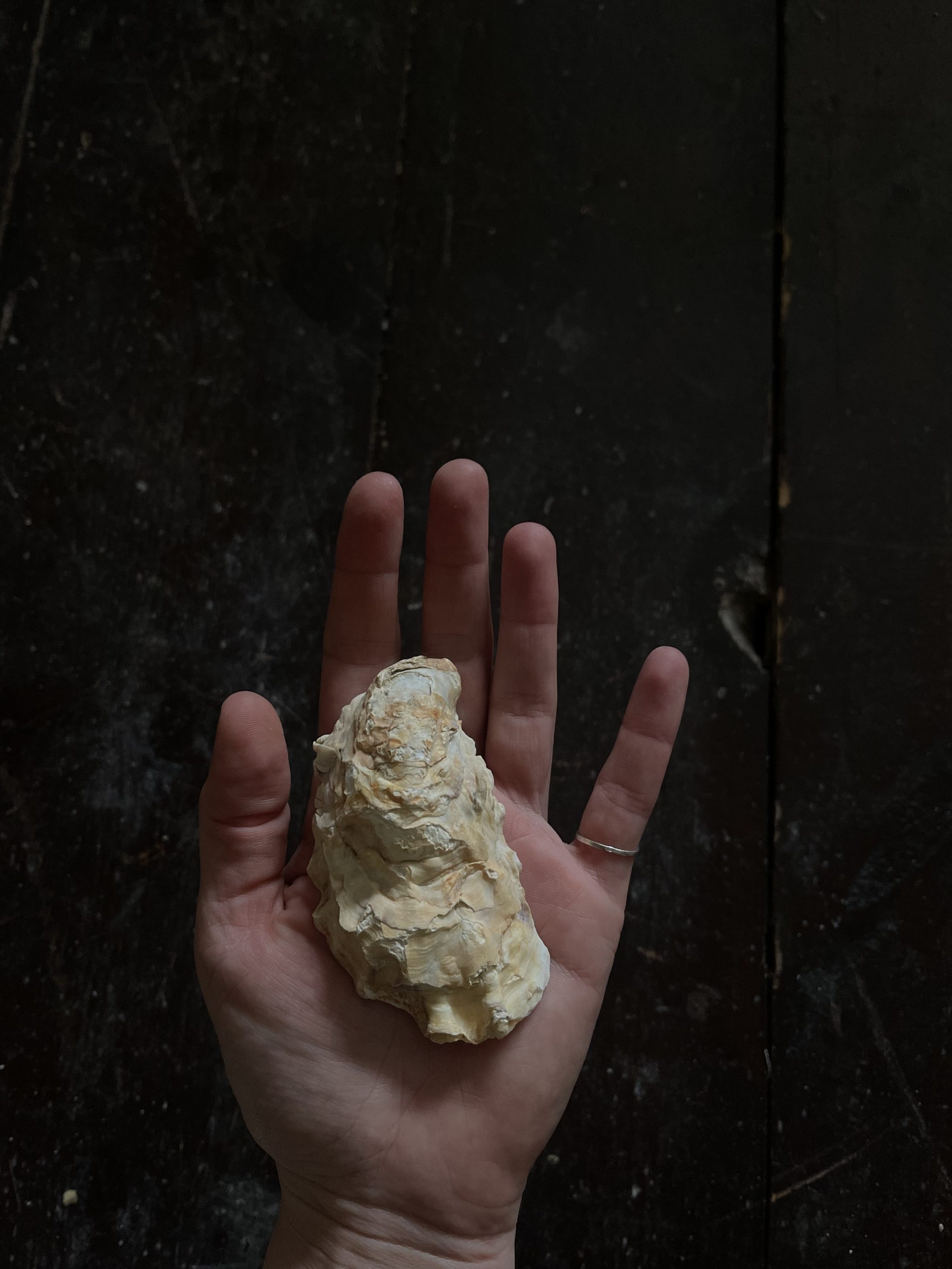 Small White - Image 2